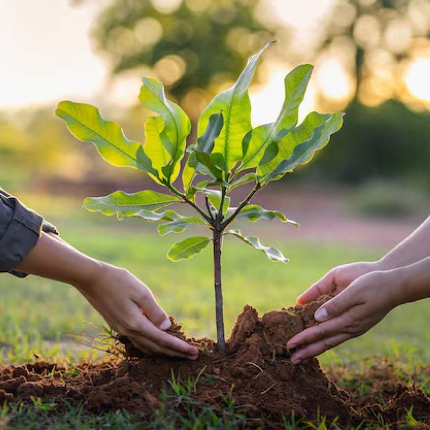В Чаталкёй и Эсентепе высадят пять тысяч деревьев