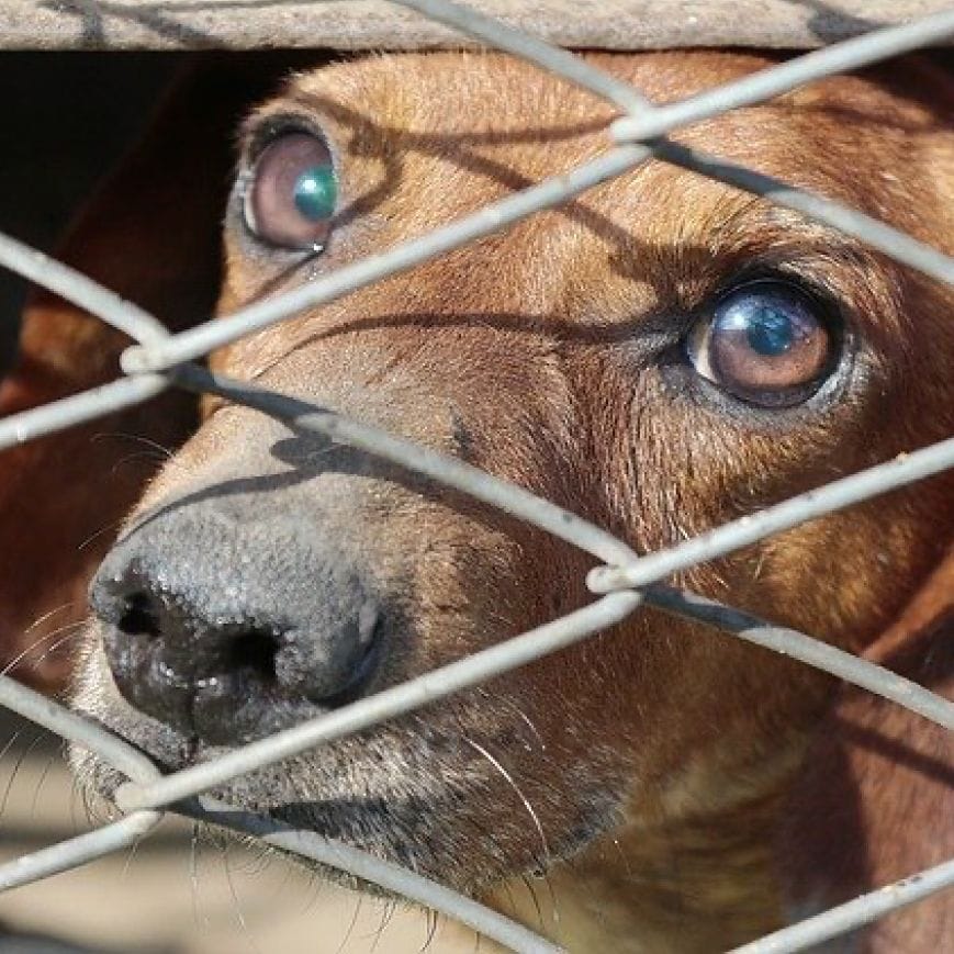 Мэр Кирении требует ужесточить законы: в городе по-прежнему сотни брошенных собак