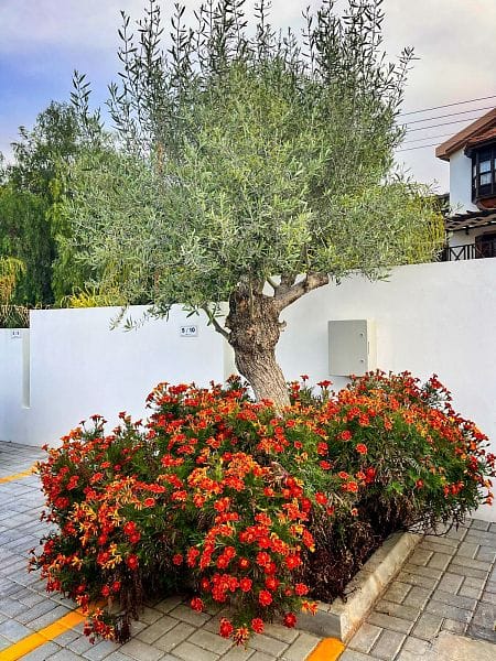 3-комнатные апартаменты 99 м² с видом на горы - фото № 16