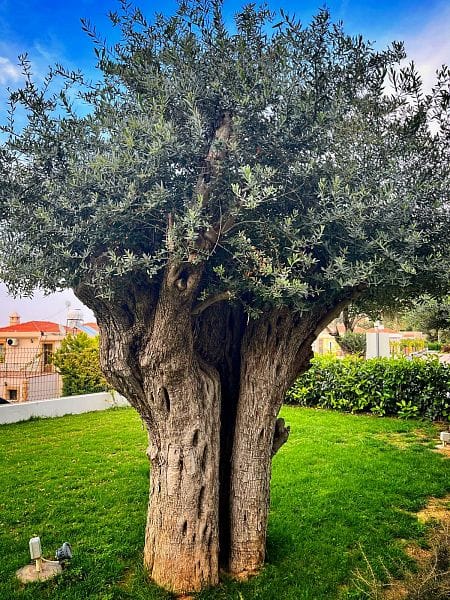 3-комнатные апартаменты 99 м² с видом на горы - фото № 26